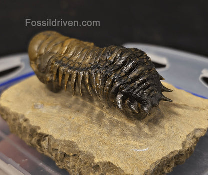 2.90" Flying Crotalocephalina Trilobite – Devonian – Issoumour, Morocco - Fossil Driven