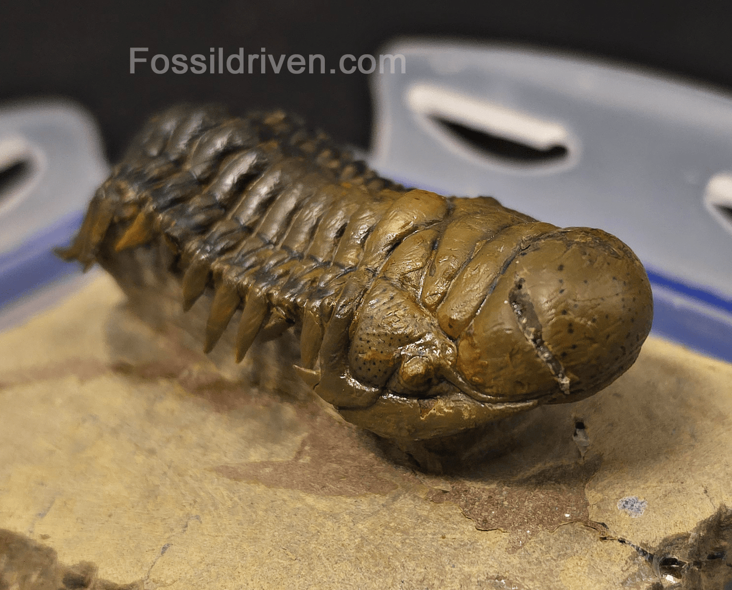 2.90" Flying Crotalocephalina Trilobite – Devonian – Issoumour, Morocco - Fossil Driven