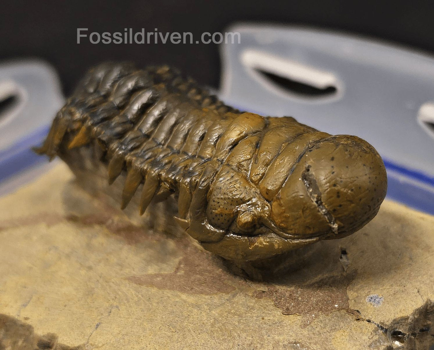 2.90" Flying Crotalocephalina Trilobite – Devonian – Issoumour, Morocco - Fossil Driven