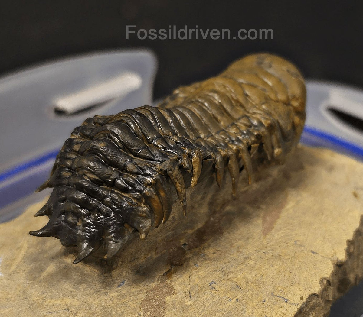 2.90" Flying Crotalocephalina Trilobite – Devonian – Issoumour, Morocco - Fossil Driven