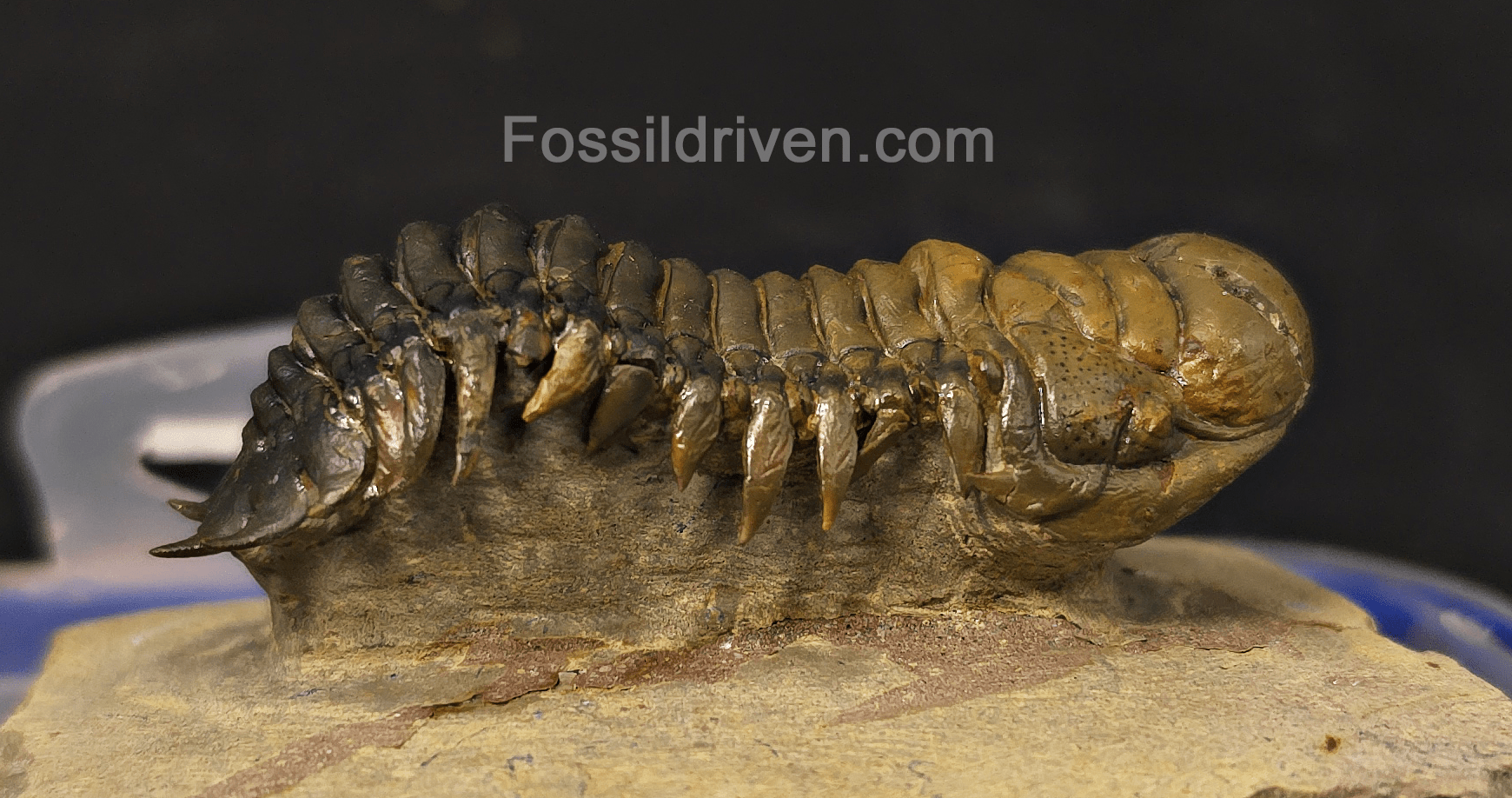 2.90" Flying Crotalocephalina Trilobite – Devonian – Issoumour, Morocco - Fossil Driven