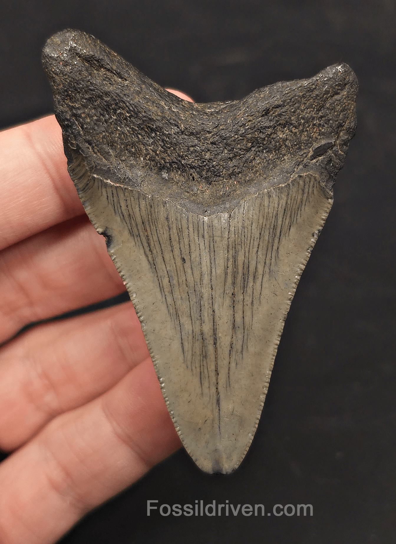 2.90" Fossil Megalodon Tooth - Charleston, South Carolina | Fossil Driven - Fossil Driven