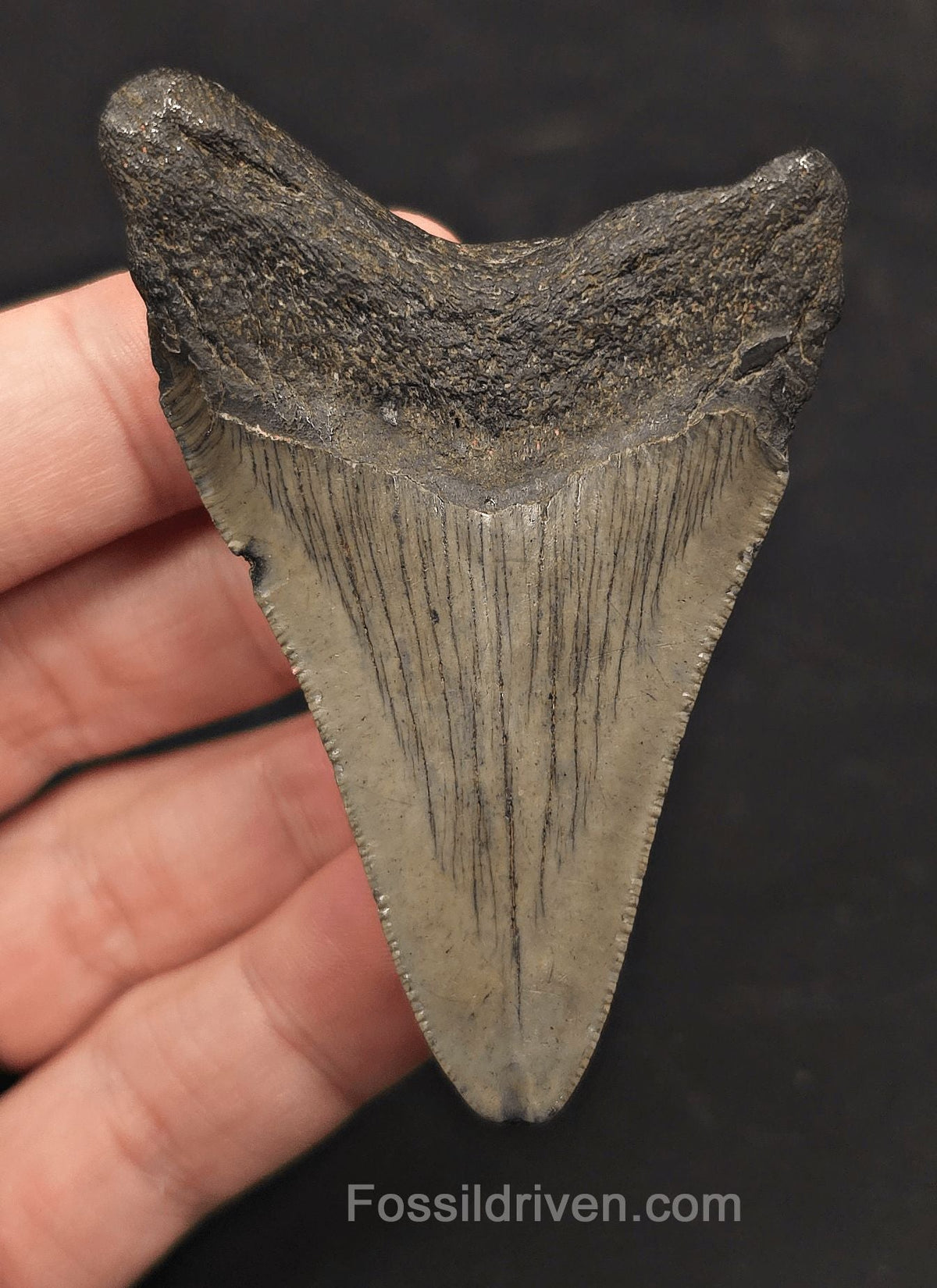 2.90" Fossil Megalodon Tooth - Charleston, South Carolina | Fossil Driven - Fossil Driven