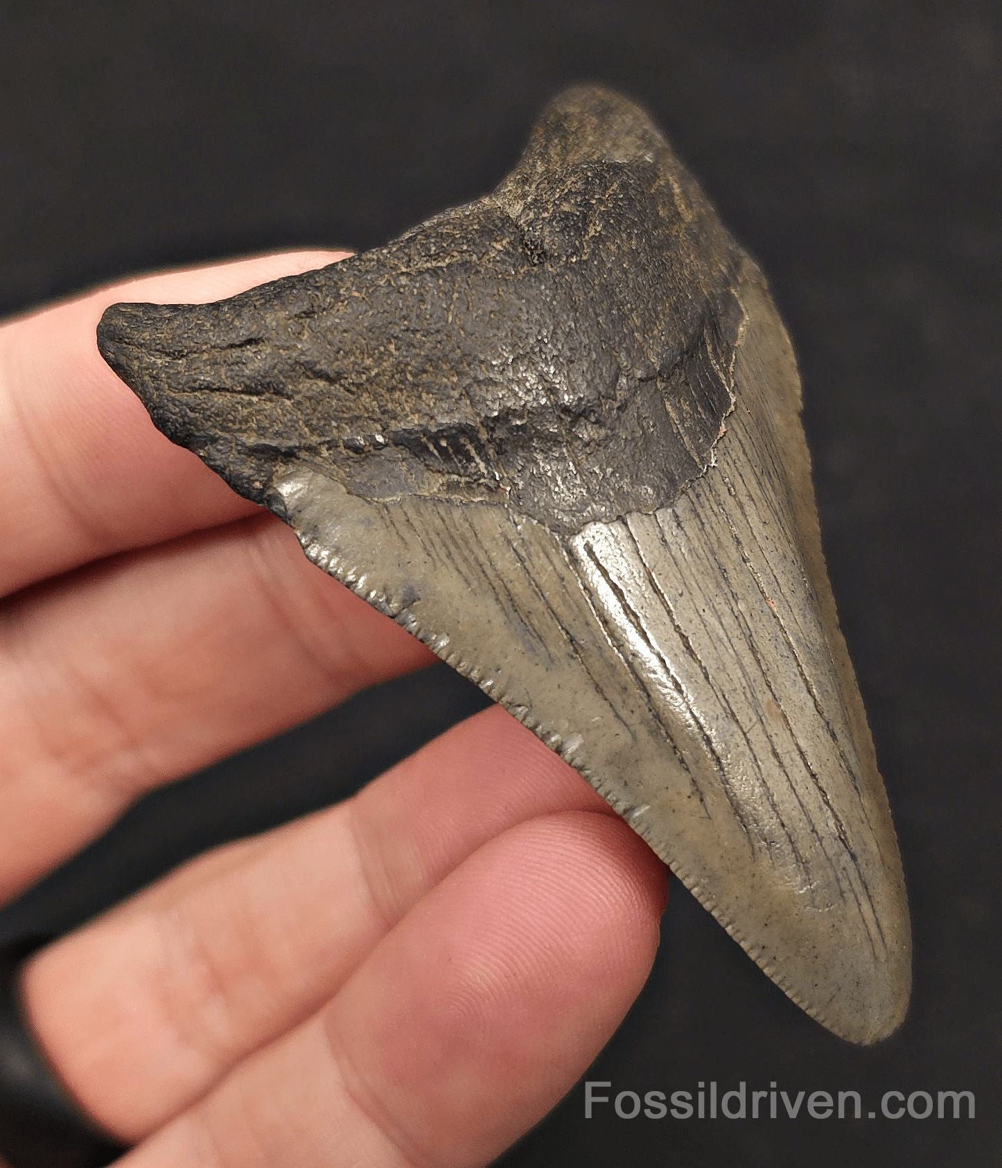 2.90" Fossil Megalodon Tooth - Charleston, South Carolina | Fossil Driven - Fossil Driven
