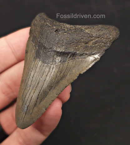 2.90" Fossil Megalodon Tooth - Charleston, South Carolina | Fossil Driven - Fossil Driven