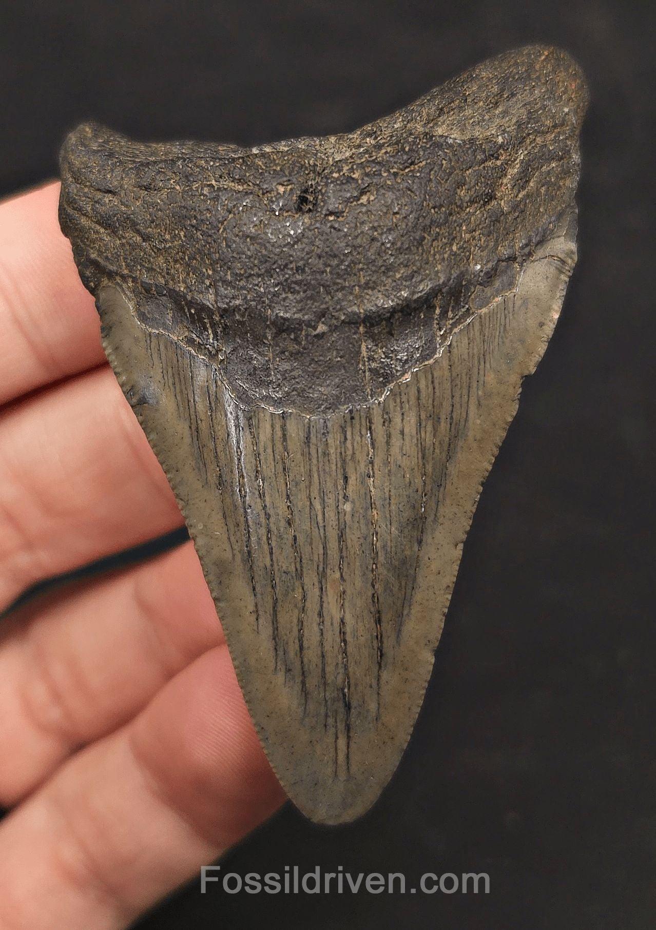2.90" Fossil Megalodon Tooth - Charleston, South Carolina | Fossil Driven - Fossil Driven