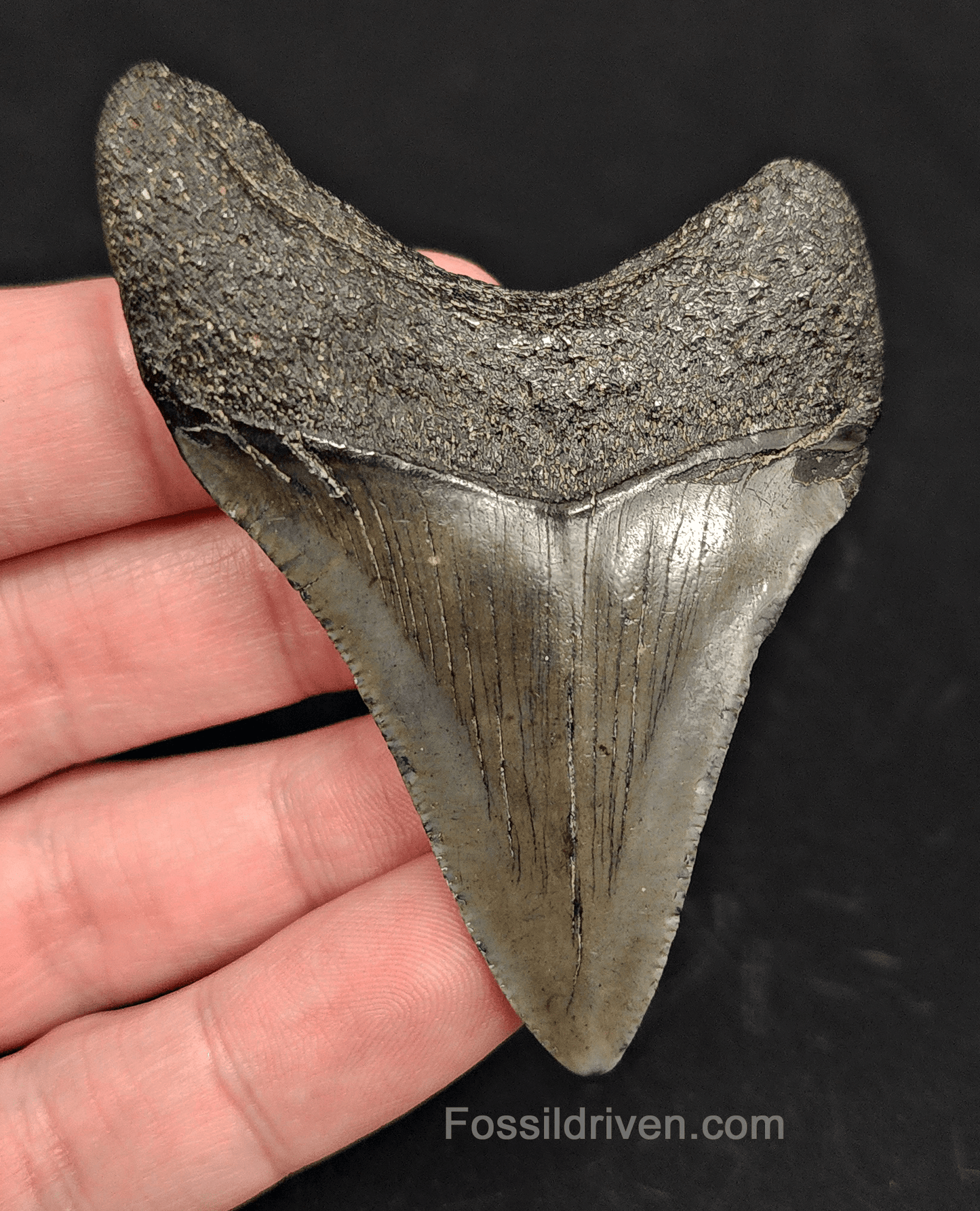 2.90" South Carolina Megalodon Tooth - Solid Specimen - Authentic Fossil Shark Tooth - Fossil Driven