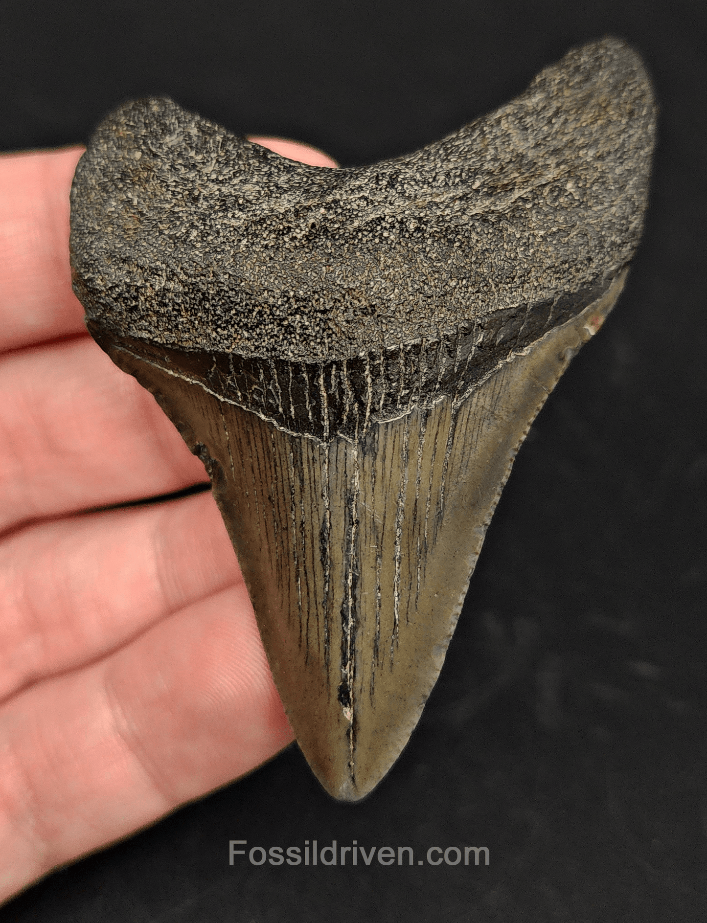 2.90" South Carolina Megalodon Tooth - Solid Specimen - Authentic Fossil Shark Tooth - Fossil Driven