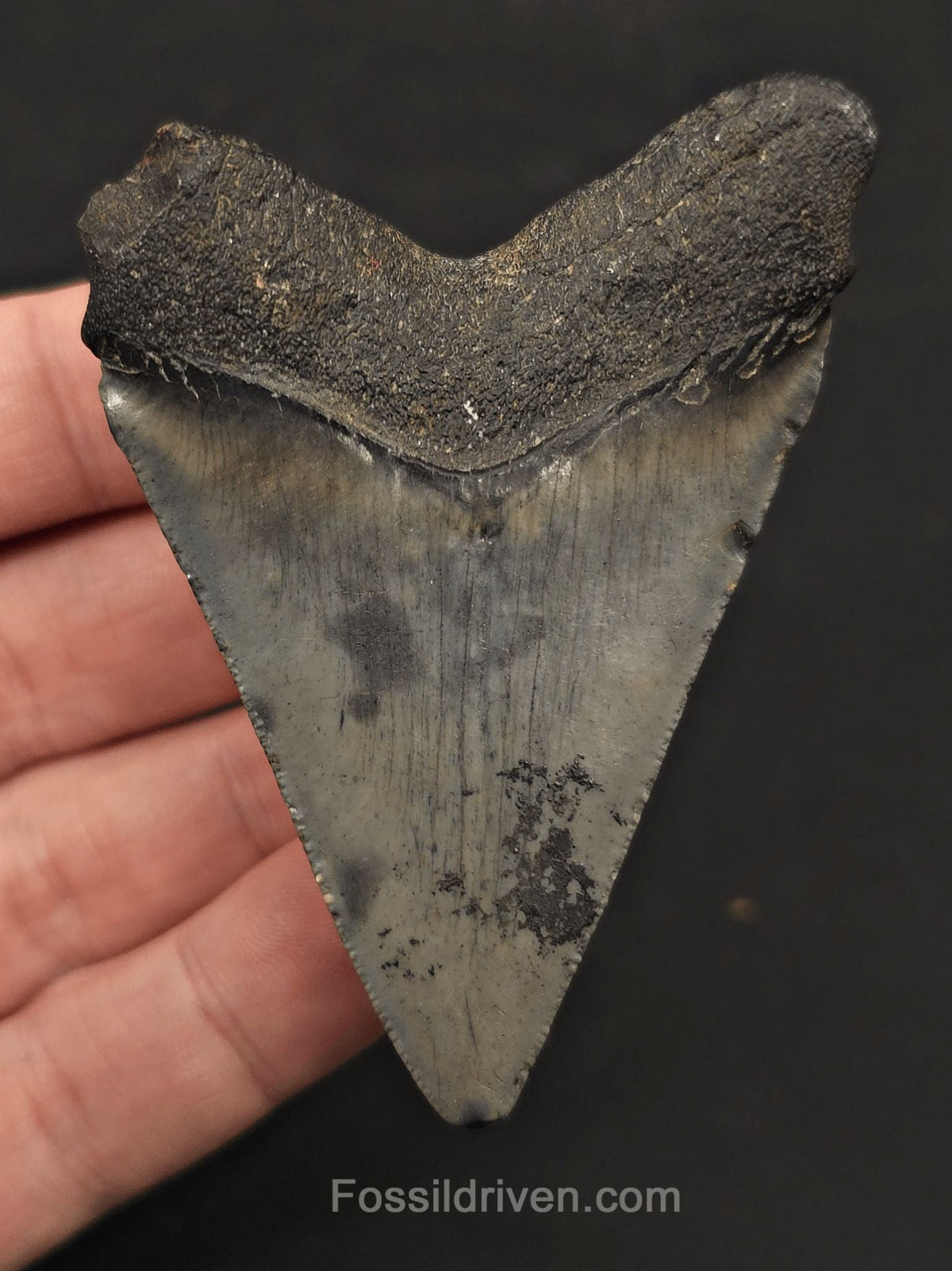 2.92" Fossil Megalodon Tooth - Charleston, South Carolina | Fossil Driven - Fossil Driven
