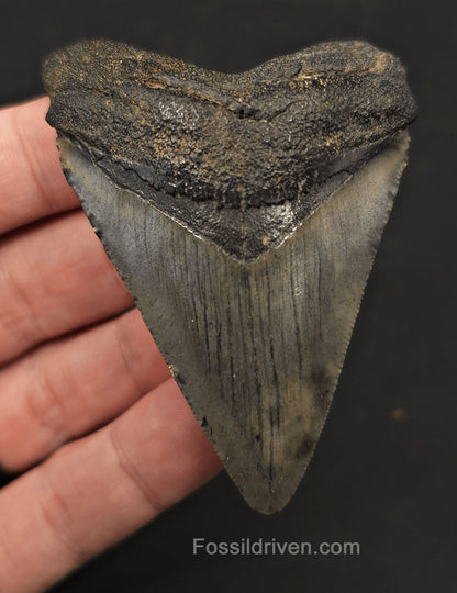 2.92" Fossil Megalodon Tooth - Charleston, South Carolina | Fossil Driven - Fossil Driven
