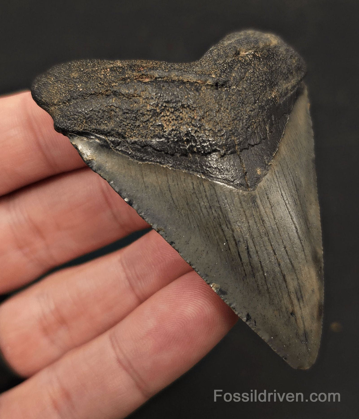 2.92" Fossil Megalodon Tooth - Charleston, South Carolina | Fossil Driven - Fossil Driven