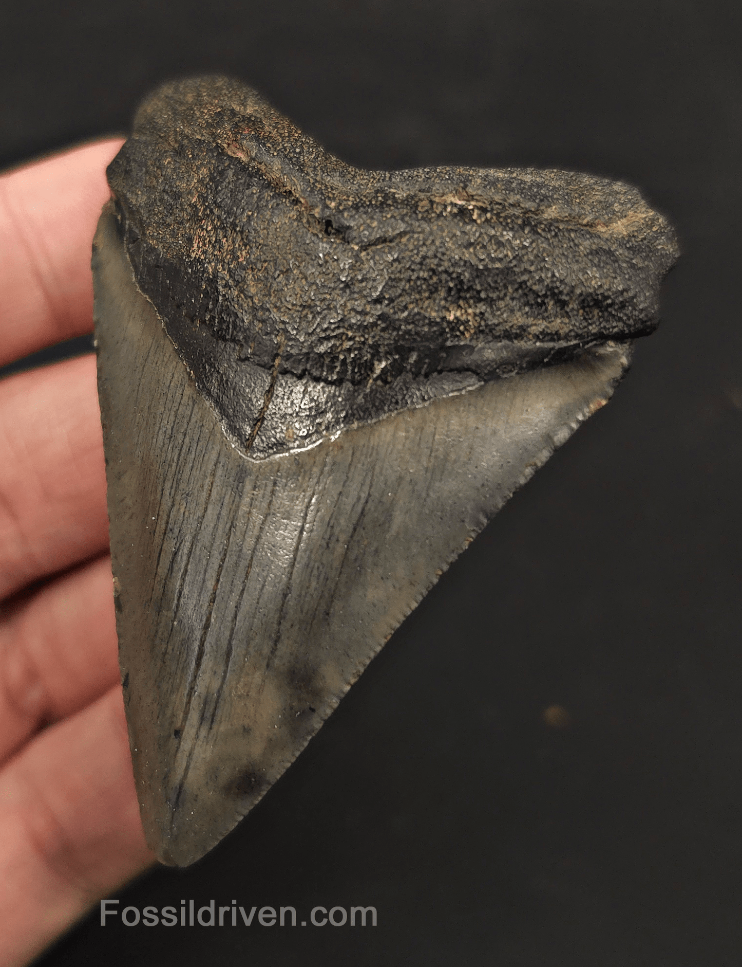 2.92" Fossil Megalodon Tooth - Charleston, South Carolina | Fossil Driven - Fossil Driven