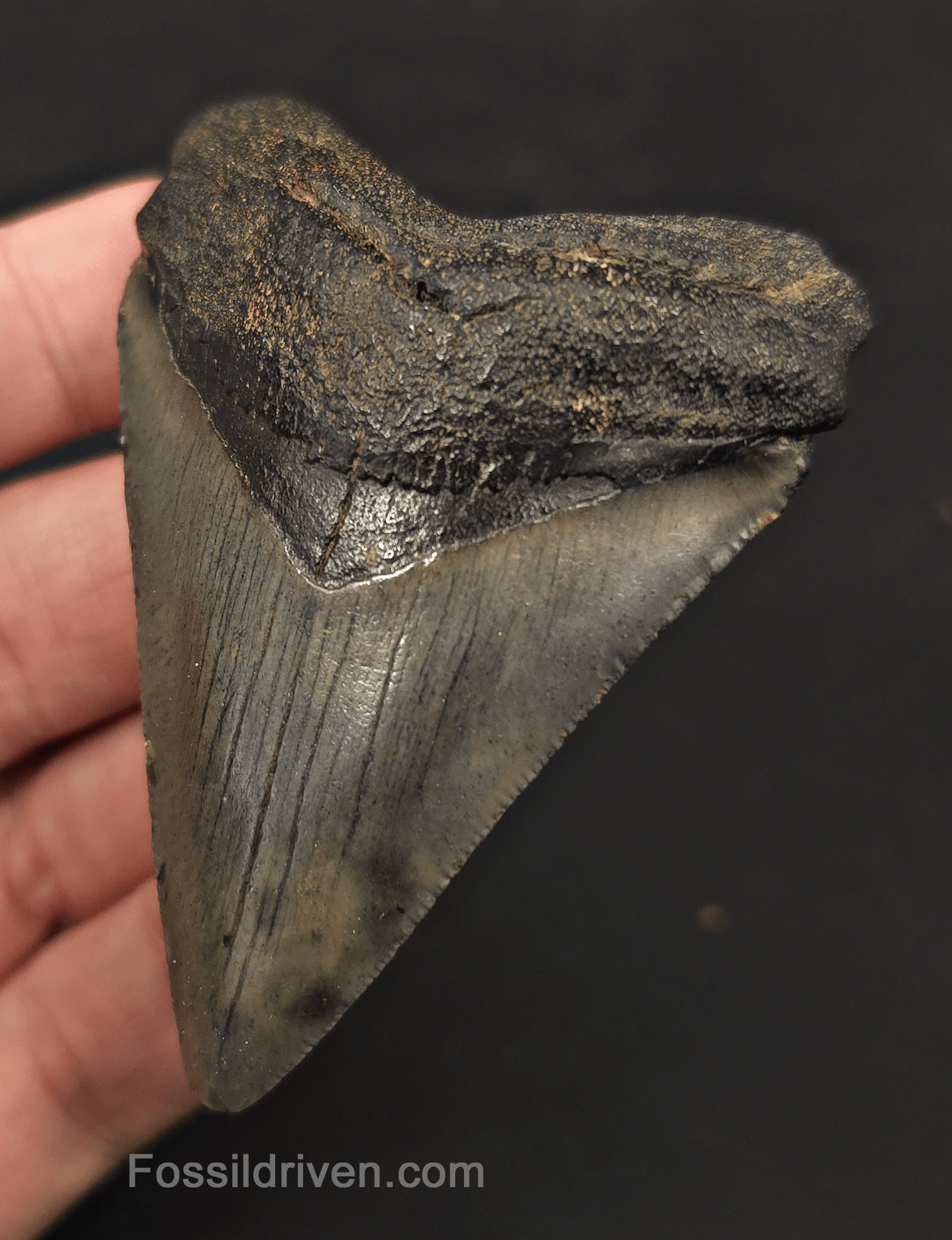 2.92" Fossil Megalodon Tooth - Charleston, South Carolina | Fossil Driven - Fossil Driven