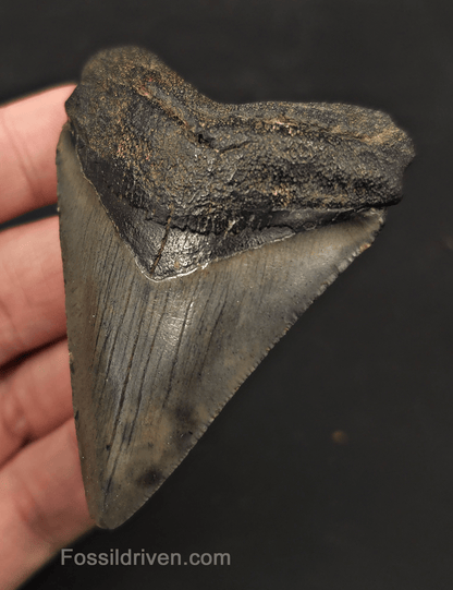 2.92" Fossil Megalodon Tooth - Charleston, South Carolina | Fossil Driven - Fossil Driven