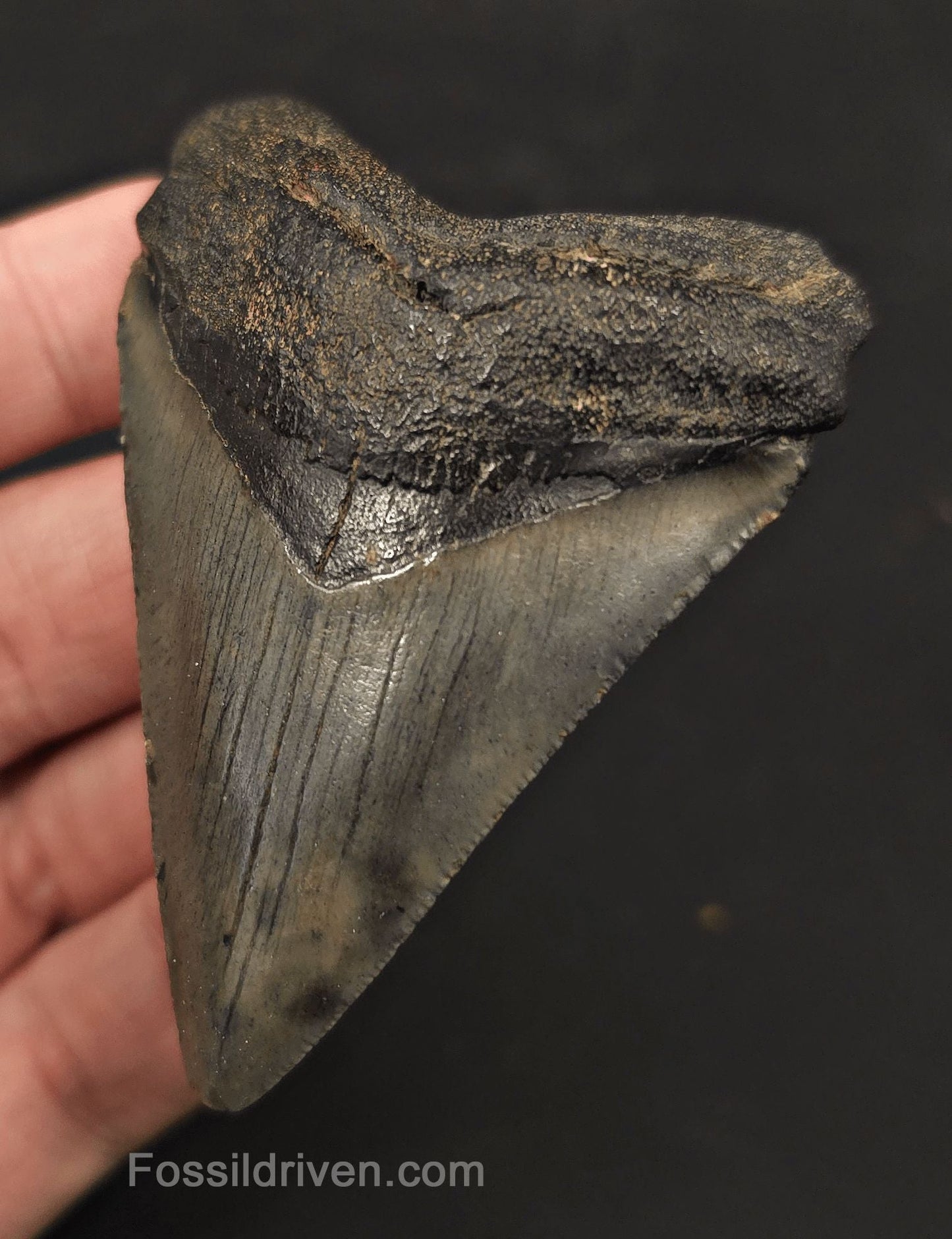 2.92" Fossil Megalodon Tooth - Charleston, South Carolina | Fossil Driven - Fossil Driven