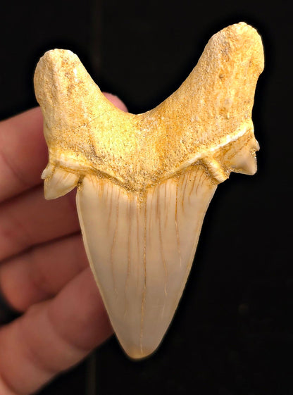 2.97" Fossil Otodus obliquus Tooth - Morocco | (Otodus #3188) - Fossil Driven