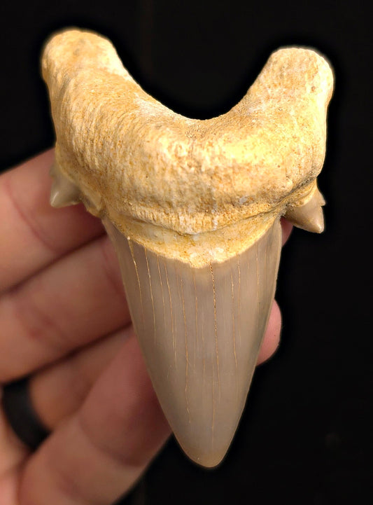 2.97" Fossil Otodus obliquus Tooth - Morocco | (Otodus #3188) - Fossil Driven