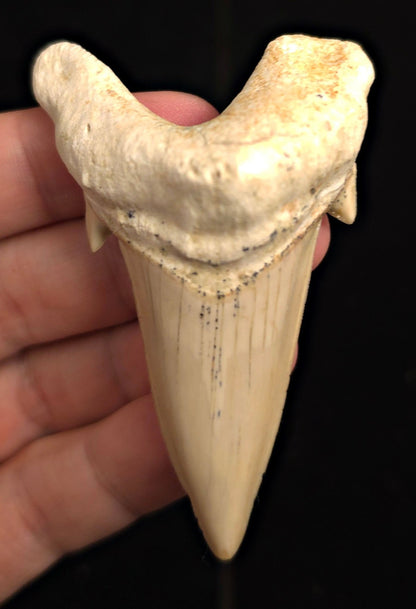 2.97" Fossil Otodus obliquus Tooth - Morocco | (Otodus #3192) - Fossil Driven