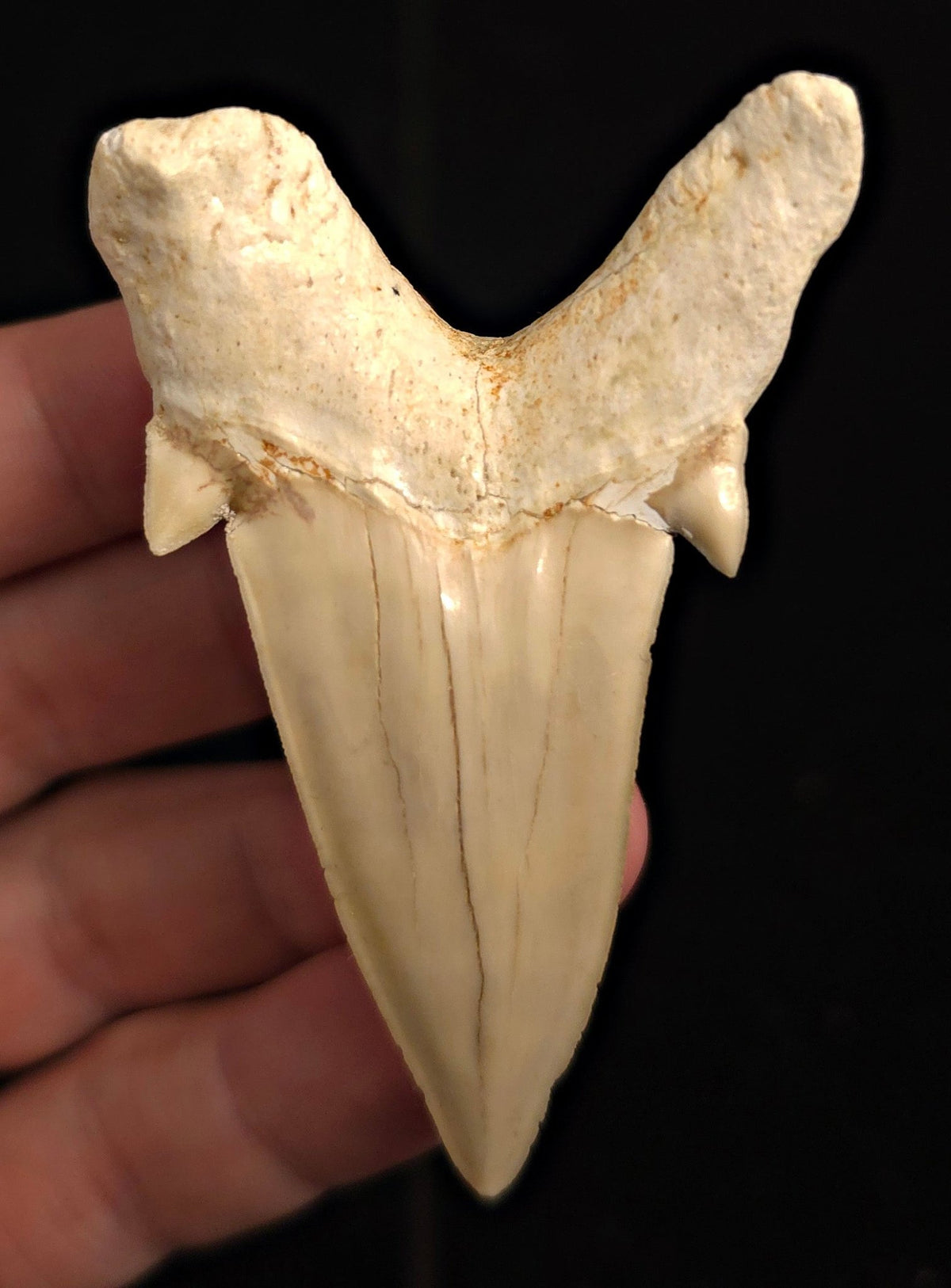 2.97" Fossil Otodus obliquus Tooth - Morocco | (Otodus #3192) - Fossil Driven