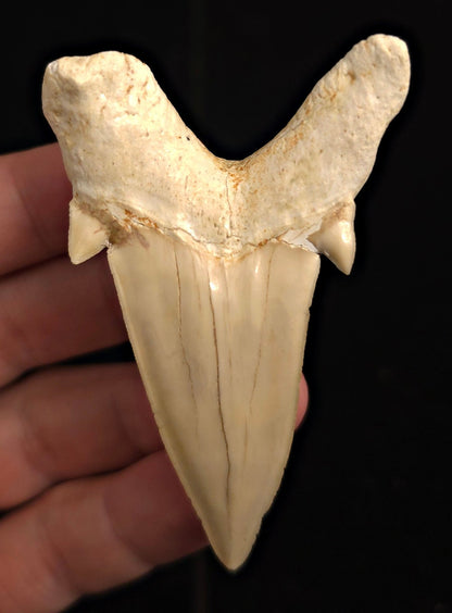2.97" Fossil Otodus obliquus Tooth - Morocco | (Otodus #3192) - Fossil Driven