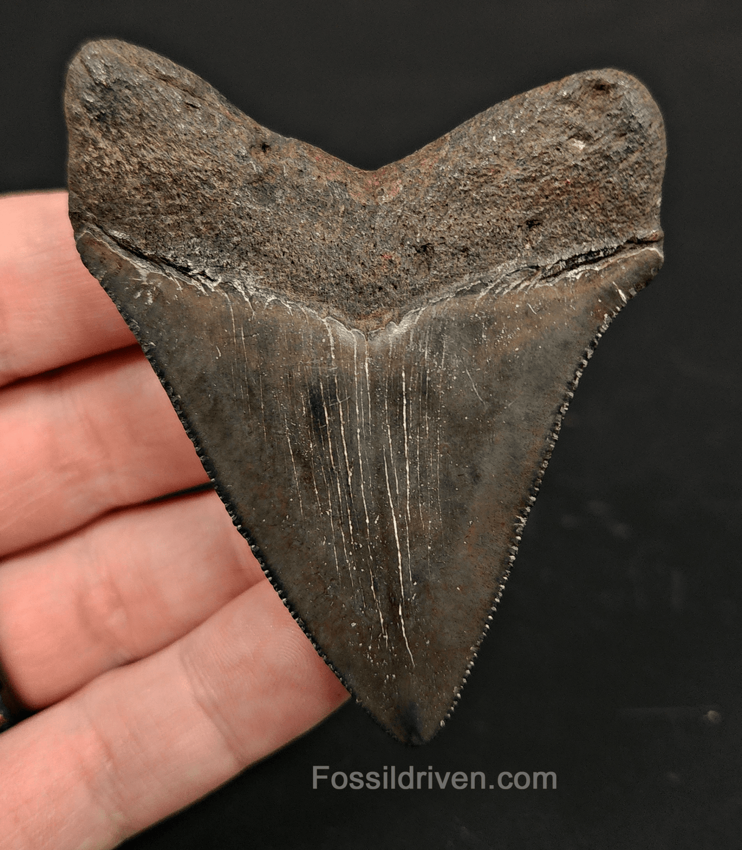 2.99" South Carolina Megalodon Tooth - Colorful Specimen - Authentic Fossil Shark Tooth - Fossil Driven