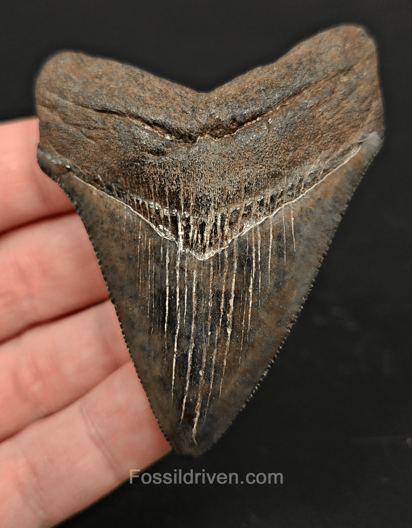 2.99" South Carolina Megalodon Tooth - Colorful Specimen - Authentic Fossil Shark Tooth - Fossil Driven