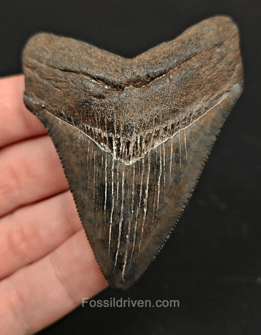 2.99" South Carolina Megalodon Tooth - Colorful Specimen - Authentic Fossil Shark Tooth - Fossil Driven