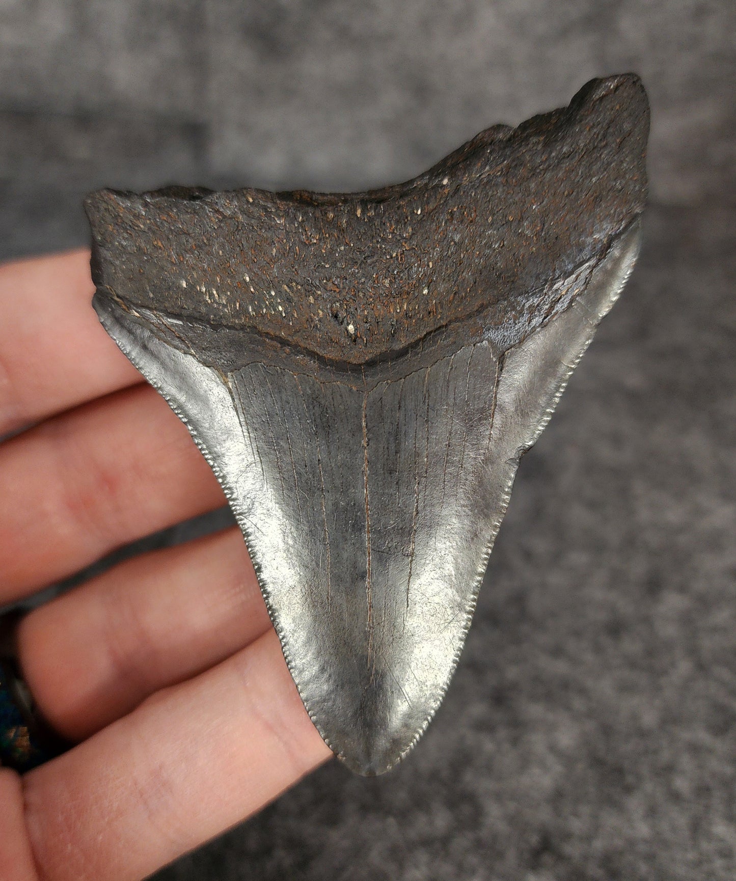Back view of 3.05-inch Megalodon tooth fossil, highlighting the root structure and enamel preservation.
