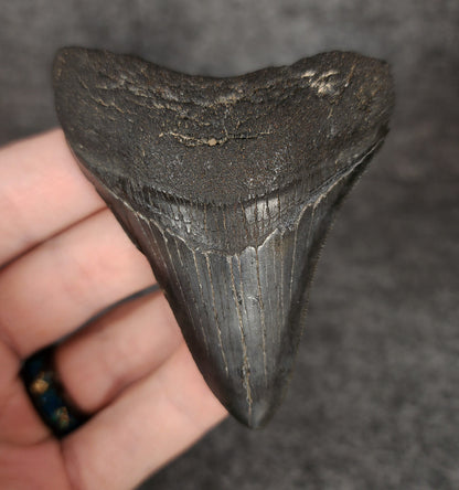 Front view of 3.05-inch authentic Megalodon tooth fossil from Beaufort, South Carolina, showcasing natural enamel and robust root.