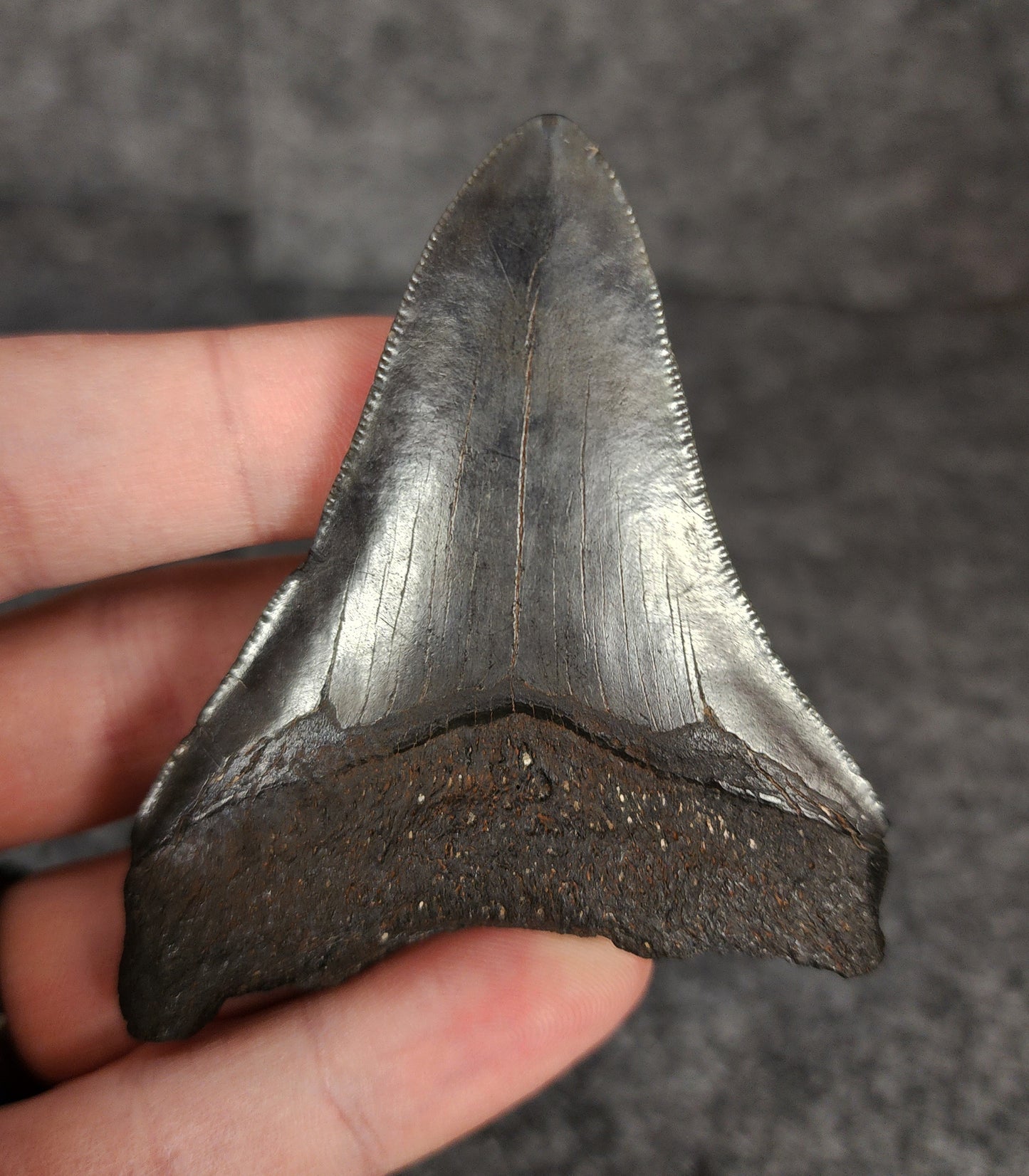 Side profile of 3.05-inch Megalodon tooth from Beaufort, South Carolina, displaying curvature and serrated edges.
