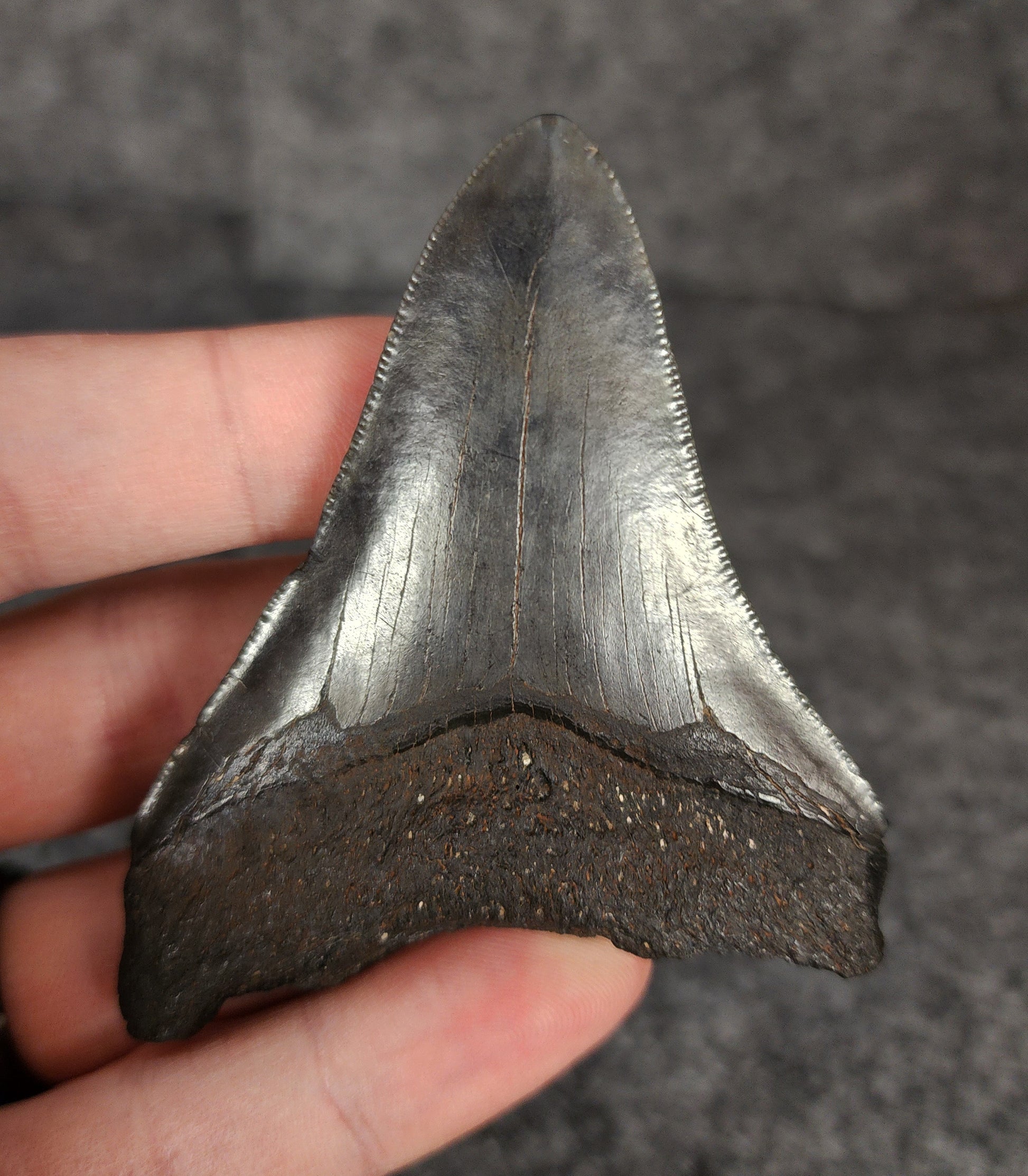 Side profile of 3.05-inch Megalodon tooth from Beaufort, South Carolina, displaying curvature and serrated edges.