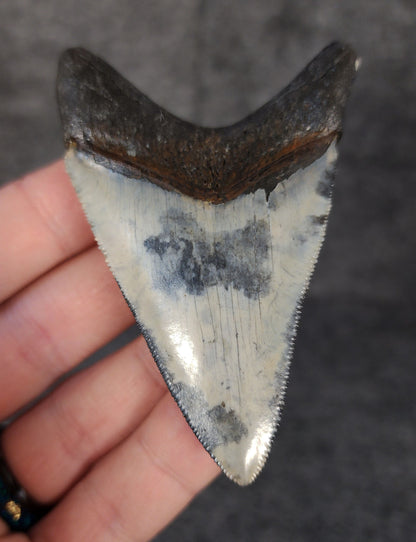 Back view highlighting the robust root structure of 3.12-inch Megalodon tooth fossil from Venice, Florida.