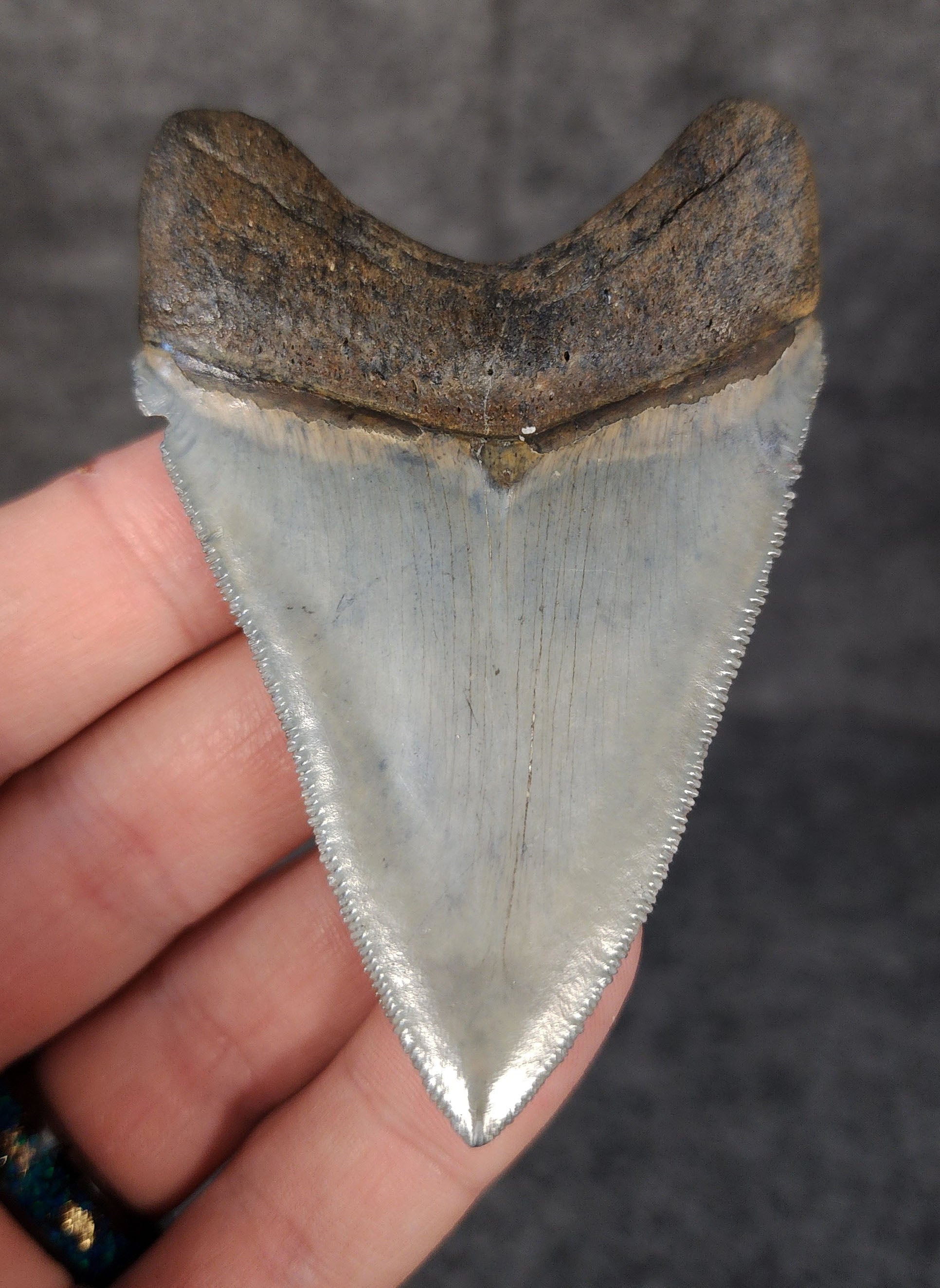 Back view highlighting the robust root structure of 3.12-inch Megalodon tooth fossil from Venice, Florida.