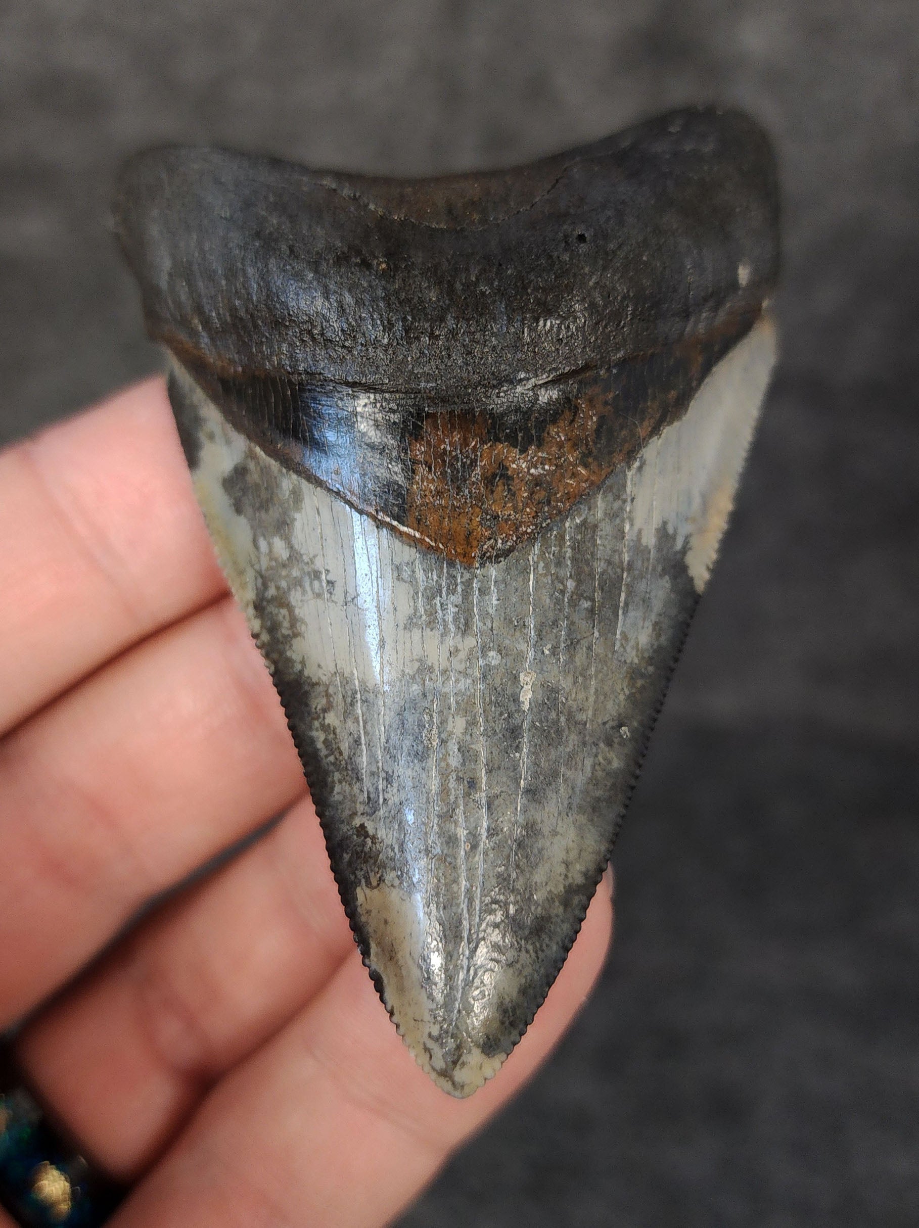 Front view of 3.12-inch high-quality Megalodon tooth fossil from Venice, Florida, showcasing glossy enamel and sharp serrations.