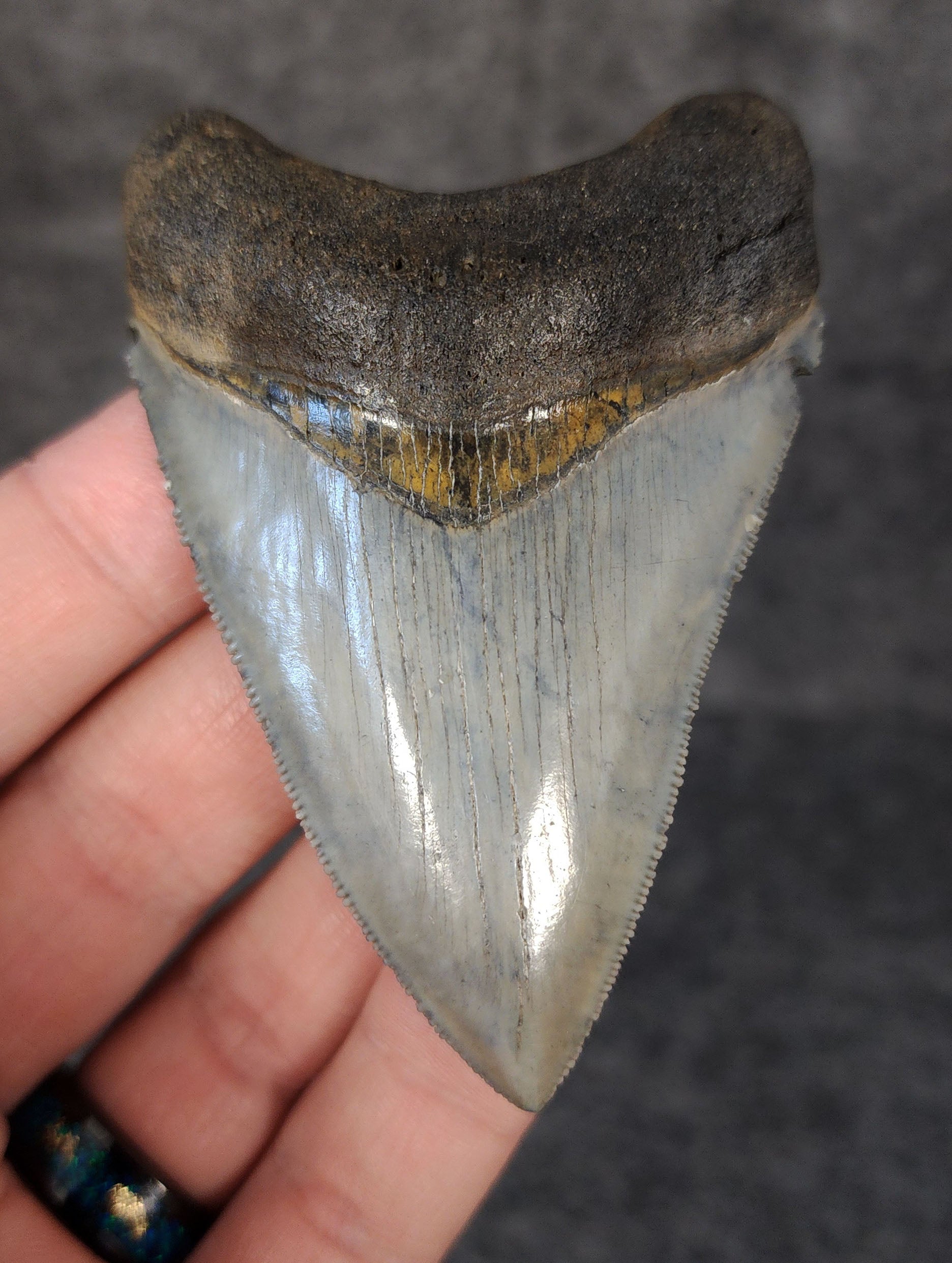 Front view of 3.12-inch high-quality Megalodon tooth fossil from Venice, Florida, showcasing glossy enamel and sharp serrations.