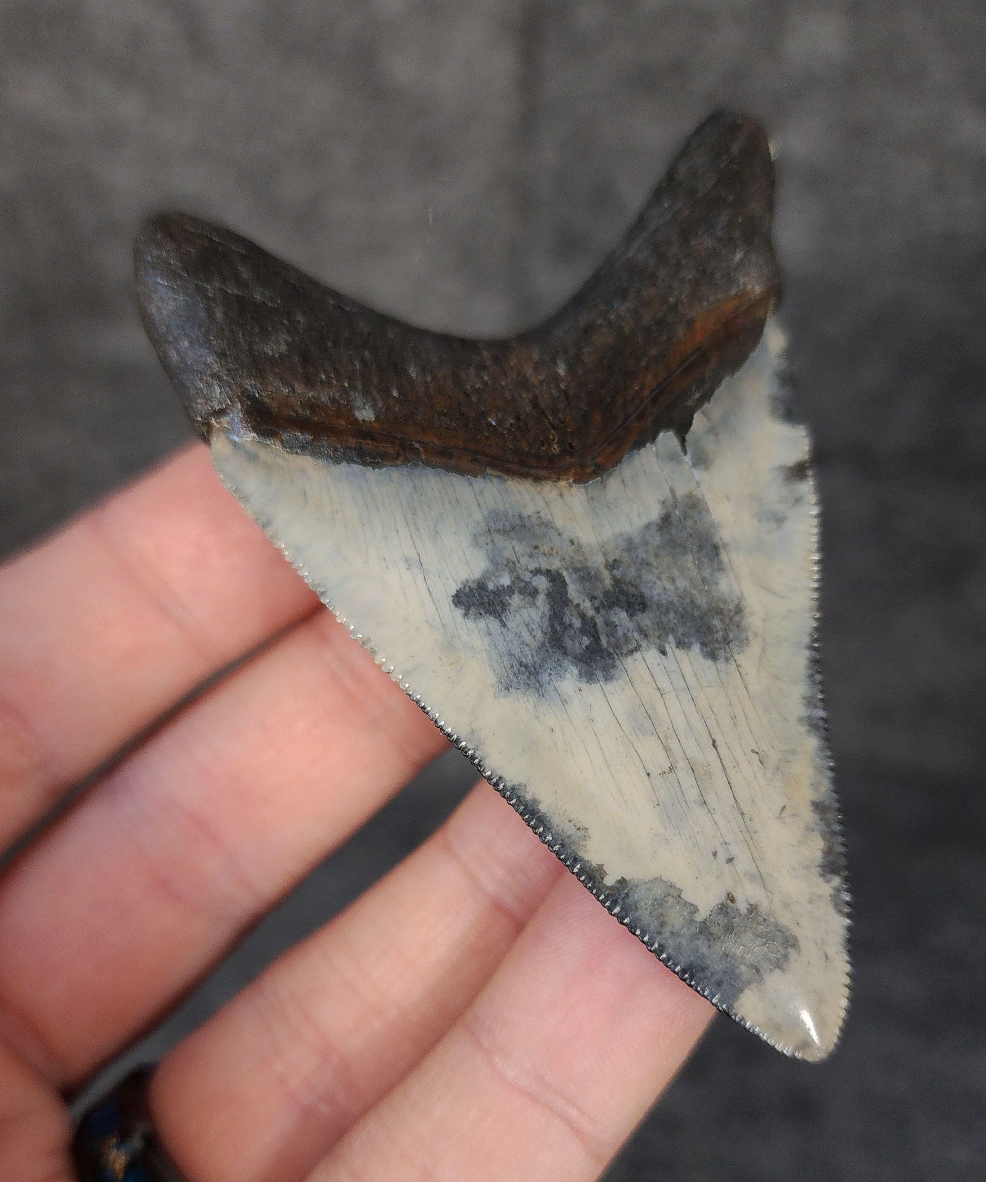Back left side profile of 3.12-inch Megalodon tooth from Venice, Florida, displaying curvature and enamel preservation.