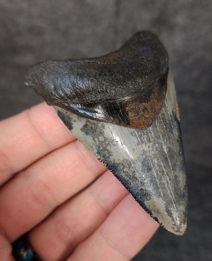 Left side profile of 3.12-inch Megalodon tooth from Venice, Florida, displaying curvature and enamel preservation.