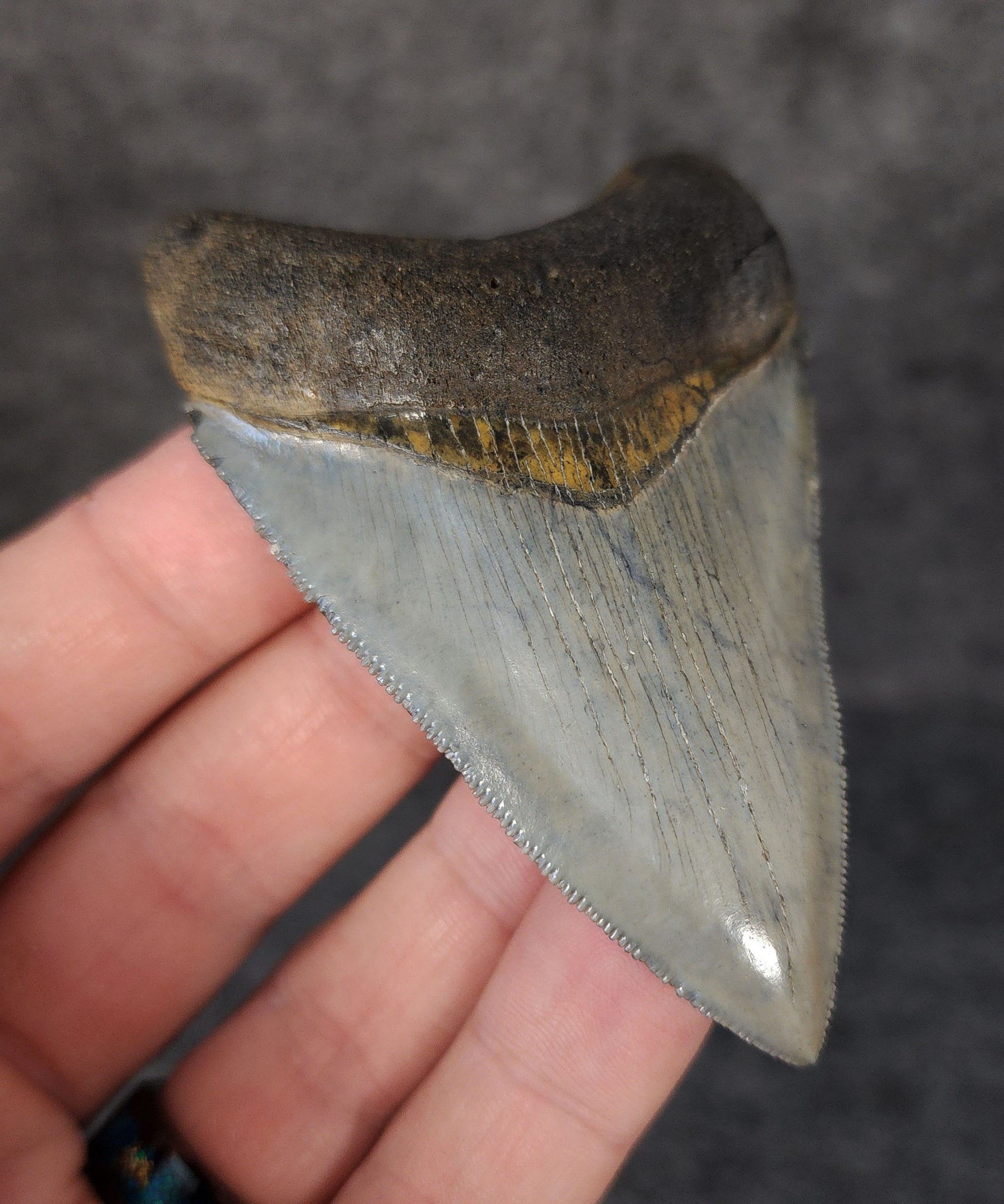 Left side profile of 3.12-inch Megalodon tooth from Venice, Florida, displaying curvature and enamel preservation.