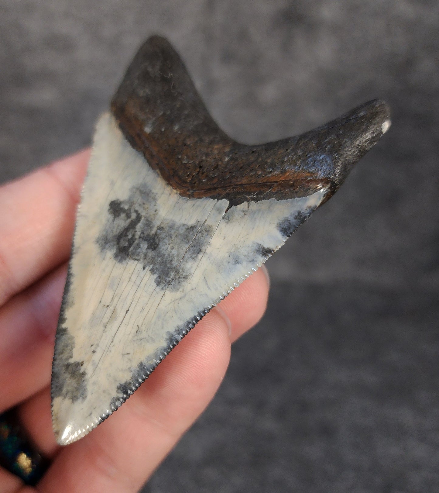 Back right side view of 3.12-inch fossil Megalodon tooth, emphasizing natural serrations and blade shape.
