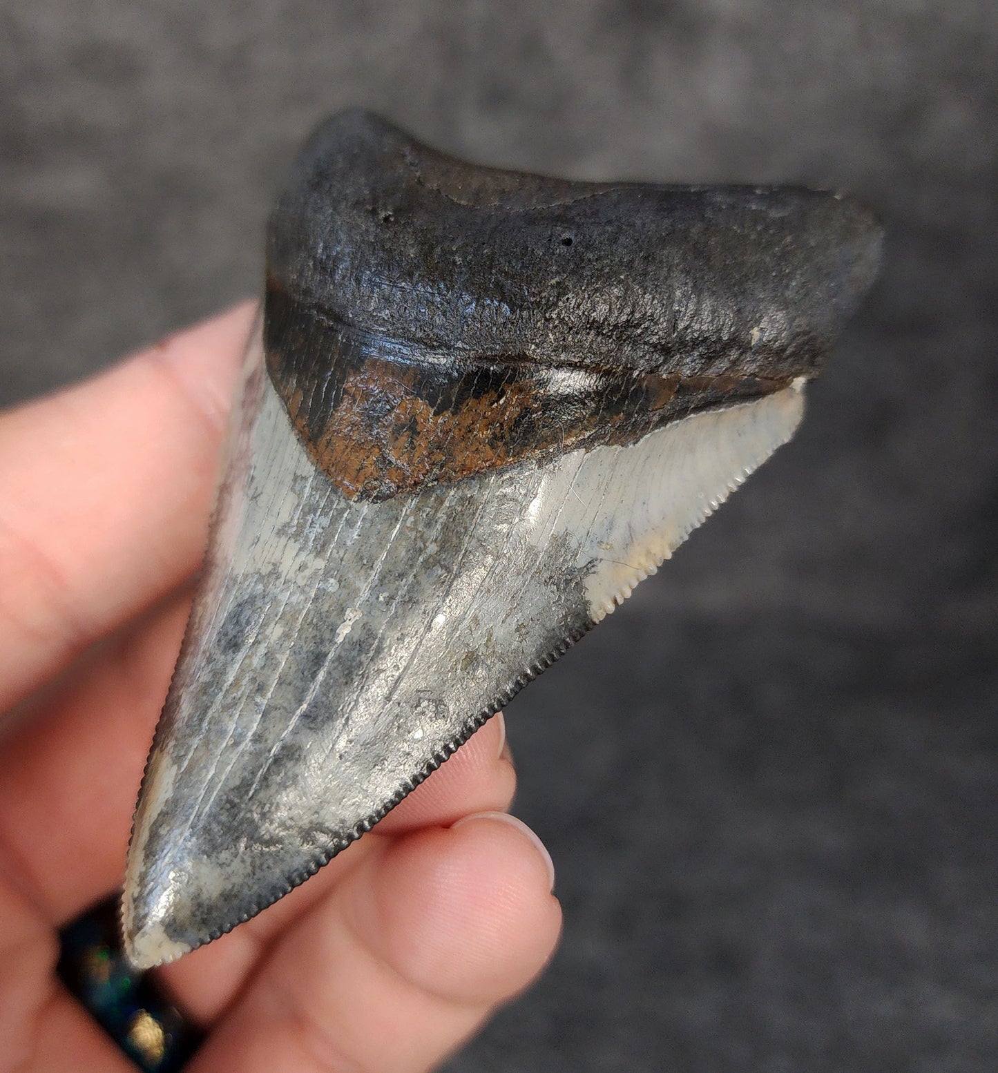 Right side view of 3.12-inch fossil Megalodon tooth, emphasizing natural serrations and blade shape.