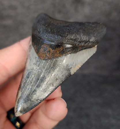 Right side view of 3.12-inch fossil Megalodon tooth, emphasizing natural serrations and blade shape.