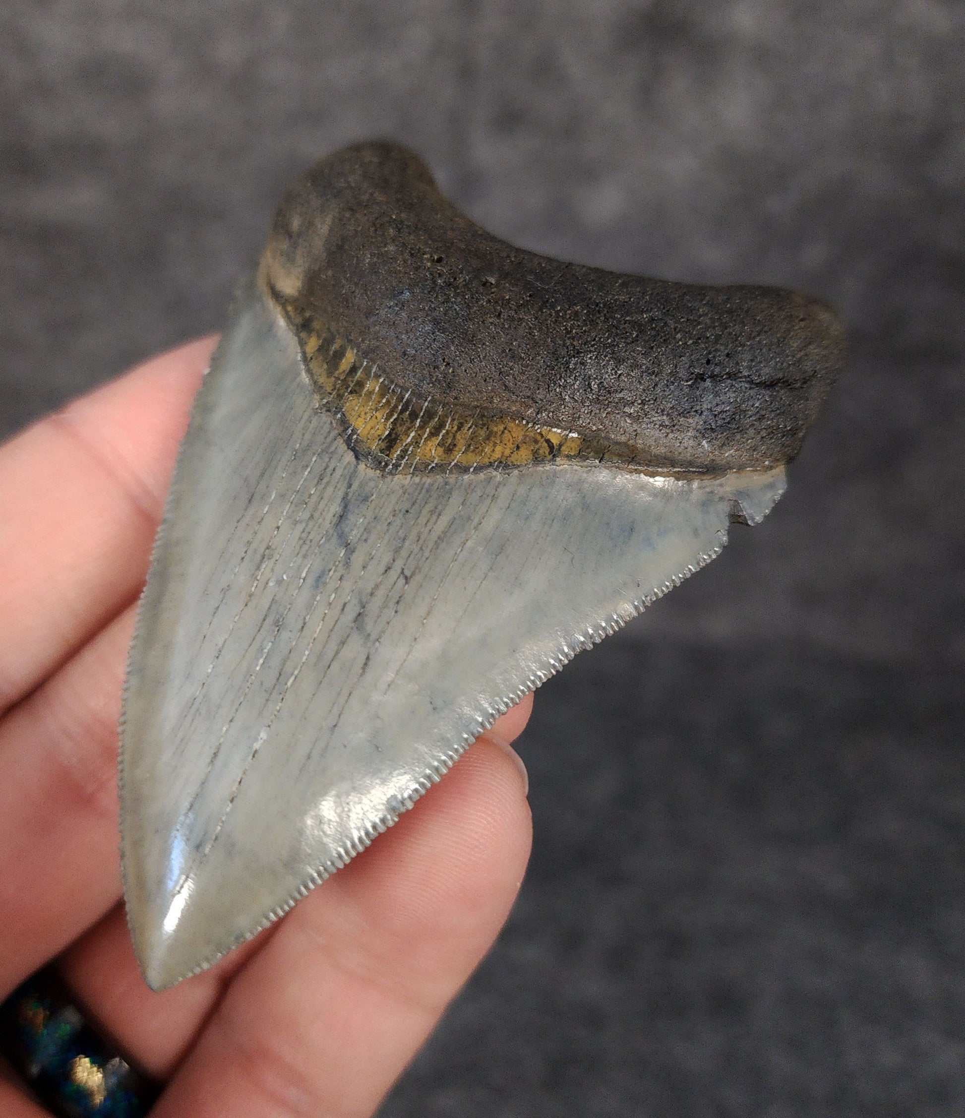 Right side view of 3.12-inch fossil Megalodon tooth, emphasizing natural serrations and blade shape.