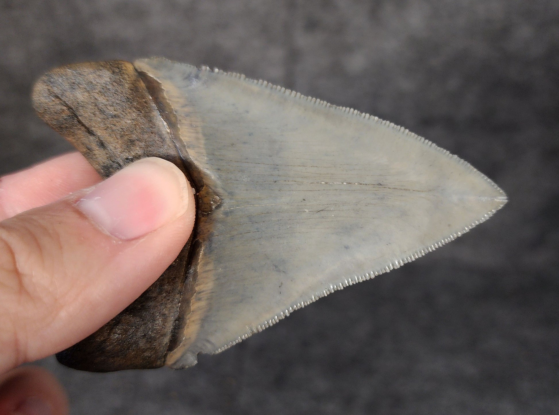 3.12-inch Megalodon tooth displayed alongside a ruler for size reference.