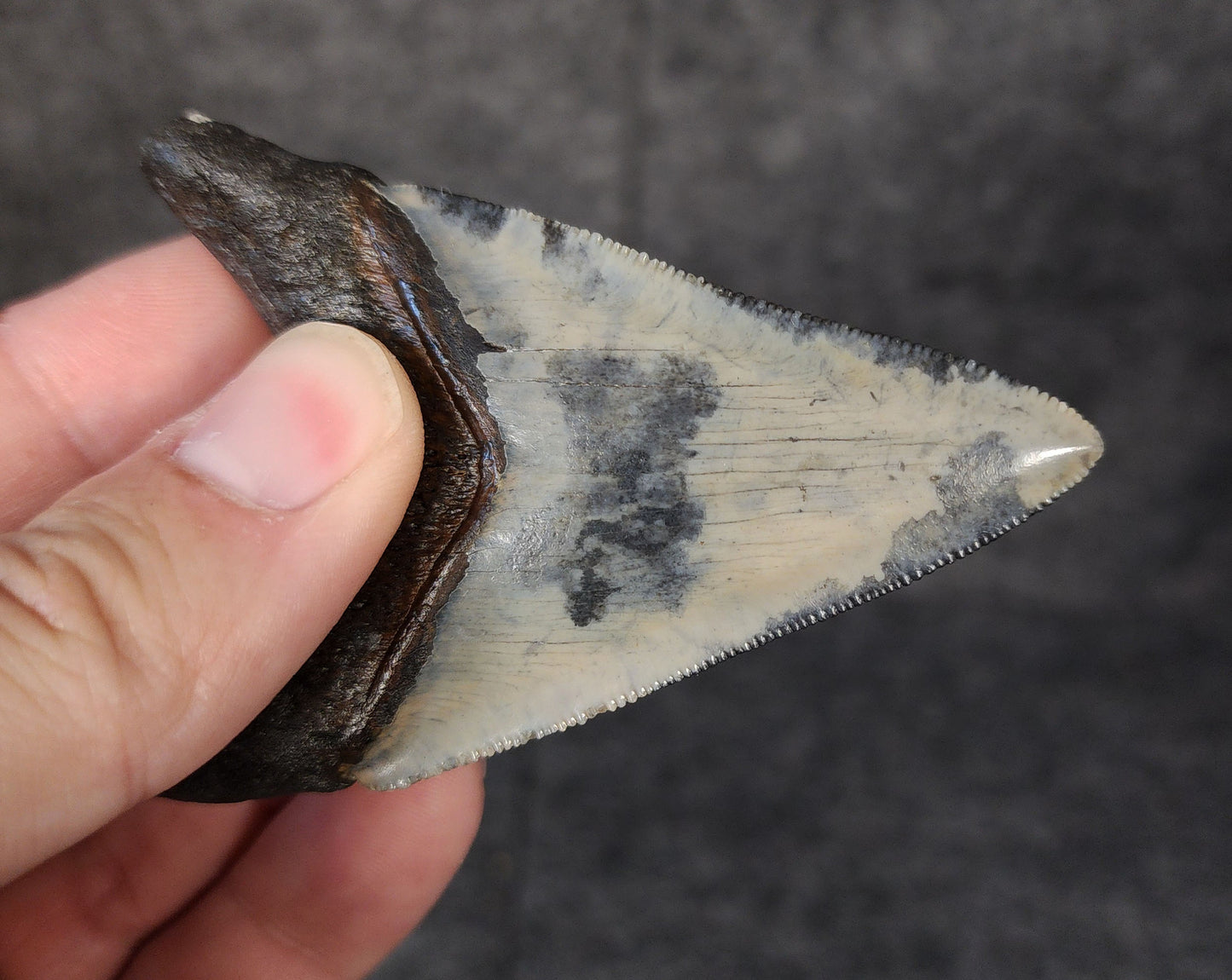 Close-up of the tip of 3.12-inch Megalodon tooth from Venice, Florida, highlighting sharpness and enamel detail.