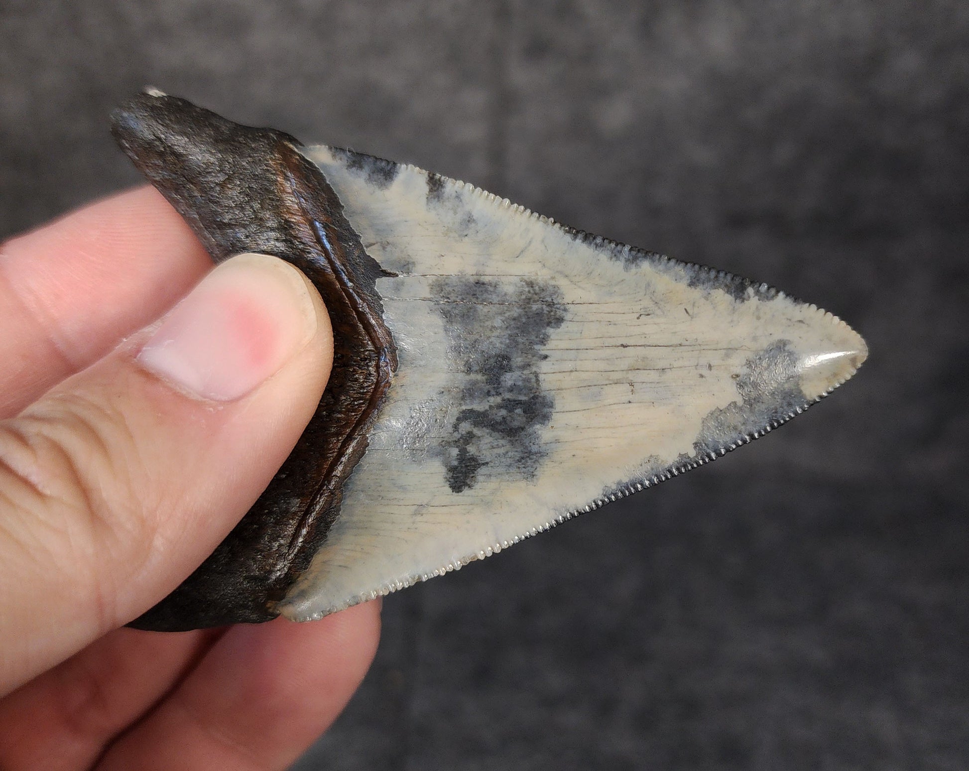Close-up of the tip of 3.12-inch Megalodon tooth from Venice, Florida, highlighting sharpness and enamel detail.