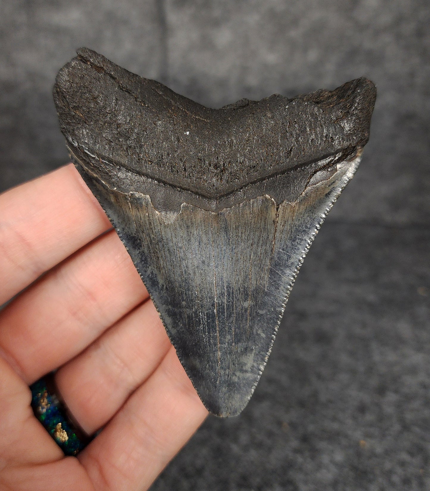 Back view of 3.14-inch Megalodon tooth fossil, highlighting the root structure and enamel preservation.