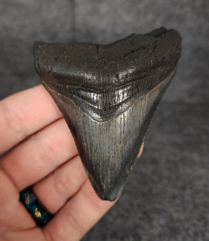 Front view of 3.14-inch authentic Megalodon tooth fossil from Beaufort, South Carolina, showcasing natural enamel and robust root.