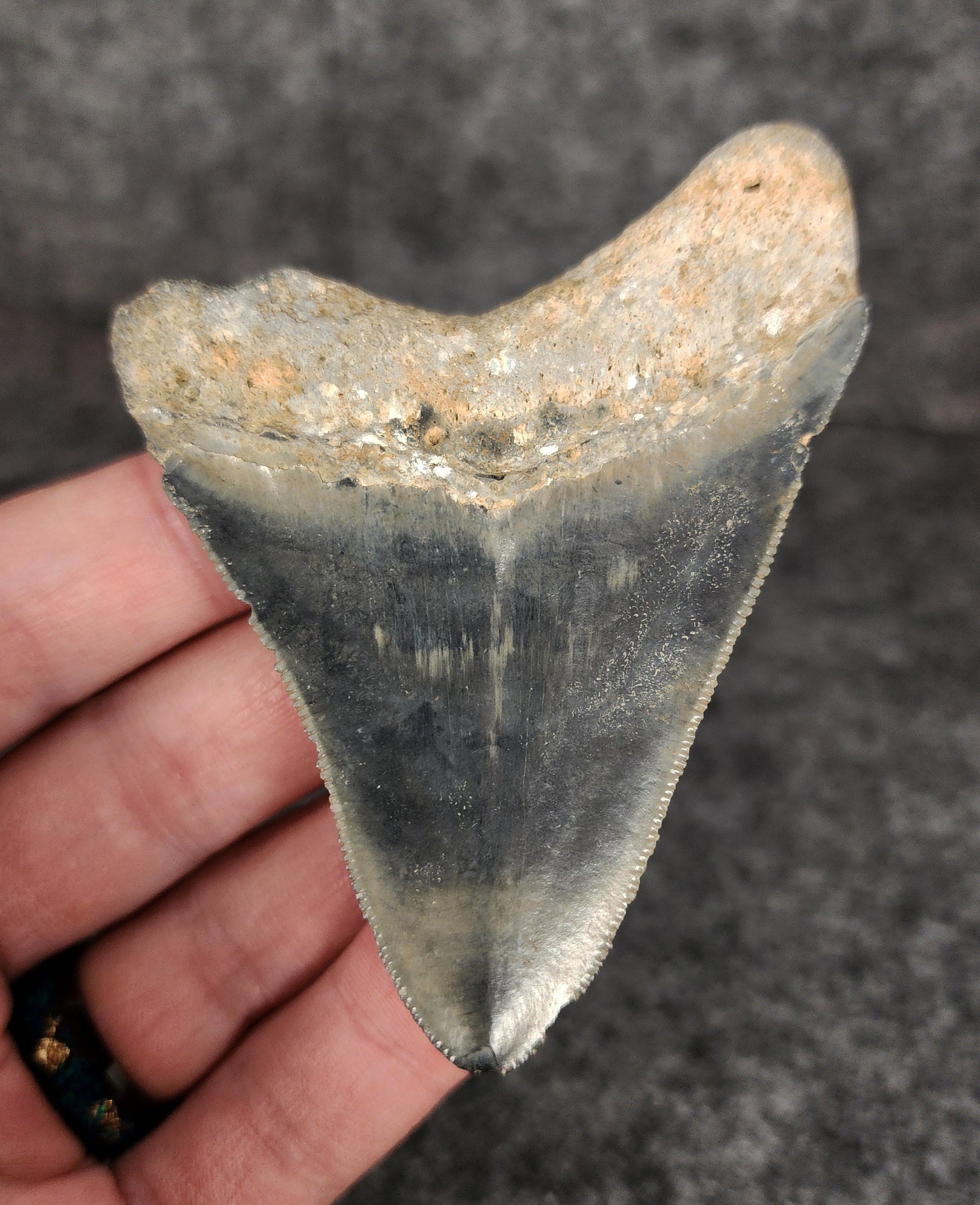 Back view of 3.17-inch Megalodon tooth fossil, highlighting the root structure and enamel preservation.