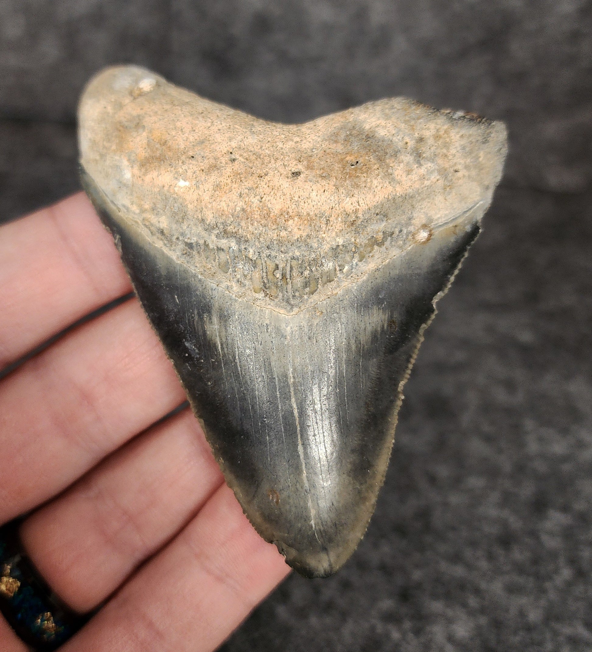 Front view of 3.17-inch authentic Megalodon tooth fossil from Venice, Florida, showcasing natural enamel and robust root.