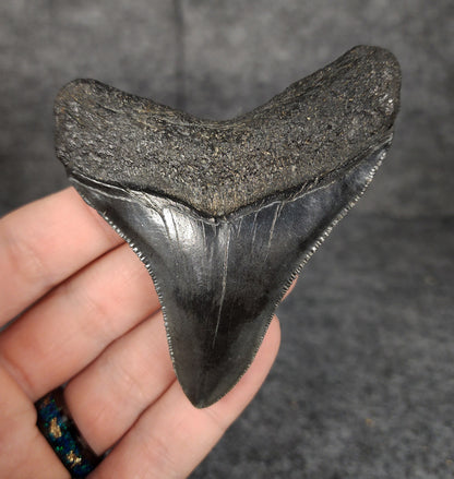 Back view of 3.24-inch Megalodon tooth fossil, highlighting the root structure and enamel preservation.